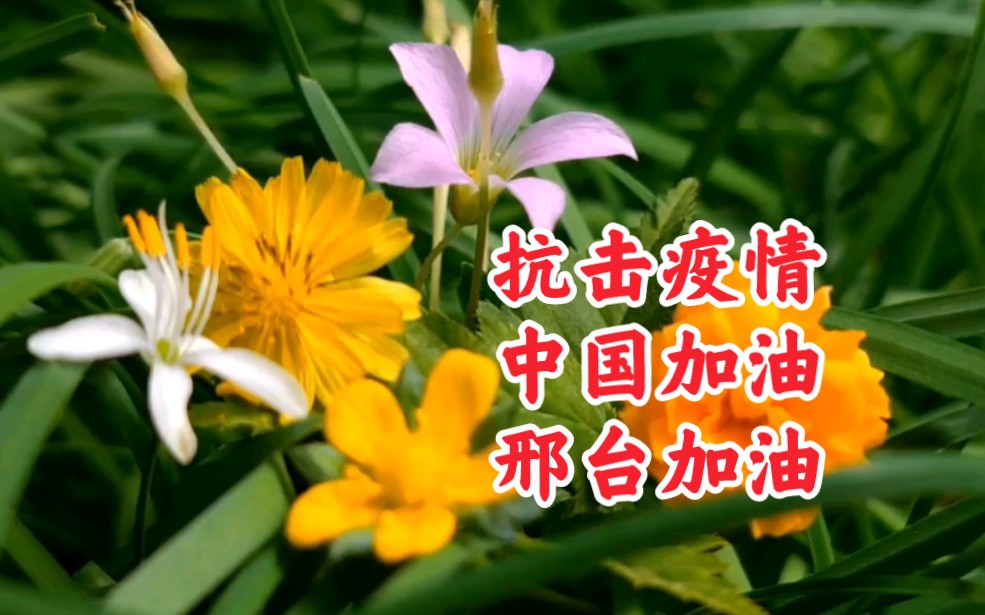 “邢台最新疫情” 邢台最新疫情行动轨迹？-第2张图片